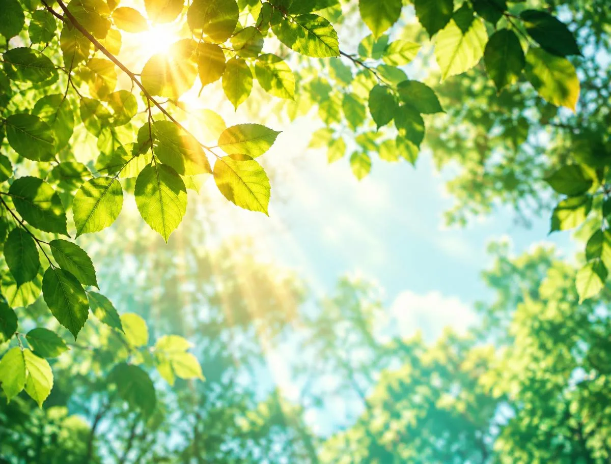 Illustrative warm sunlight through green leaves
